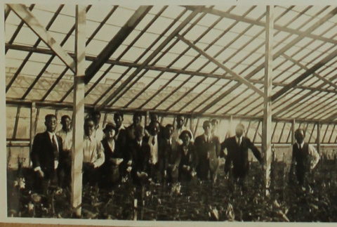Hayward greenhouse (ddr-densho-357-712)