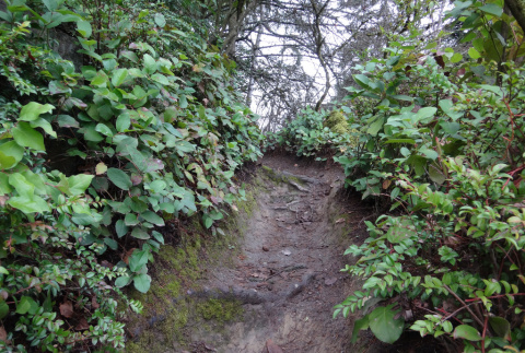 Path up the Mountainside, near the top (ddr-densho-354-2237)