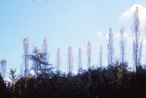 Poplars on property line looking North from Mountainside (ddr-densho-354-330)