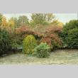 Weeping Mulberry and Cottoneaster near Renton Aveune fence, present Stroll Garden (ddr-densho-354-2655)