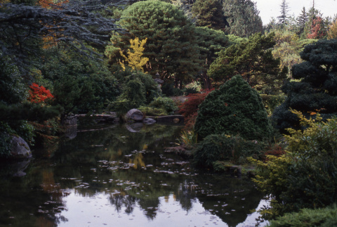 Eyeglass Bridge in the Japanese Garden (ddr-densho-354-1474)