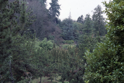 View into Garden from overlook, looking down (ddr-densho-354-1208)