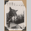 Standing dog (ddr-densho-542-220)