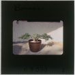Bonsai (ddr-densho-377-1068)