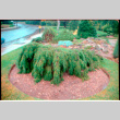 Pine bush (ddr-densho-377-2429)