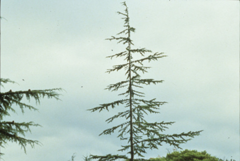 Libani Cedar near Zig Zag Bridge (ddr-densho-354-2628)