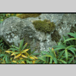 Stone with moss surrounded by bamboo (ddr-densho-354-2620)