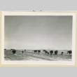 Cows in a field (ddr-densho-37-1626)