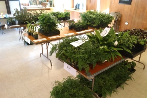 Plants ready for pickup at the KGF office for Spring Plant Sale 2020 (ddr-densho-354-2786)