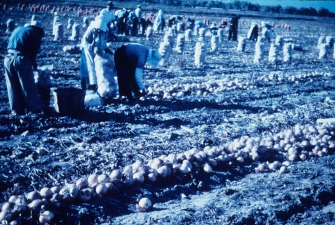 Japanese Americans harvesting onions (ddr-densho-160-49)