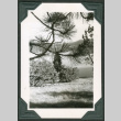 Tree with lake in background (ddr-densho-475-678)