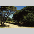Tanyosho pine looking east toward Japanese Garden (ddr-densho-354-2002)