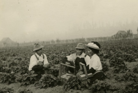 Japanese Americans visiting a strawberry farm (ddr-densho-182-104)