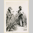 Men inspect seed onions (ddr-densho-37-1398)