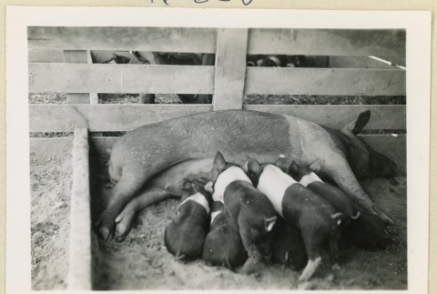 Sow nursing piglets (ddr-densho-37-1621)