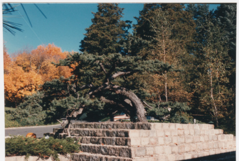 Tree (ddr-densho-377-1988)