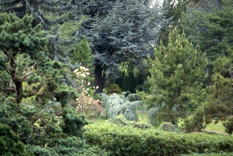 Trees in stroll garden area (ddr-densho-354-1350)
