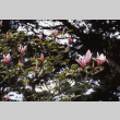 Tulip tree in bloom (ddr-densho-354-855)