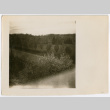 Shrubs (ddr-densho-377-2263)