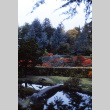 Looking north from Japanese Garden toward Stroll Garden with a view of the Japanese Maple nursery stock (ddr-densho-354-336)