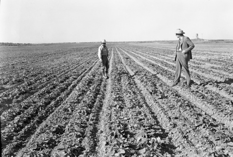 Men inspecting crops in a field (ddr-fom-1-29)