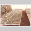 Starter plants for our products (ddr-densho-441-57)