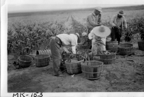 Japanese Americans harvesting corn (ddr-densho-37-711)