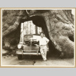 Man poses with a car parked in a tree (ddr-densho-542-791)