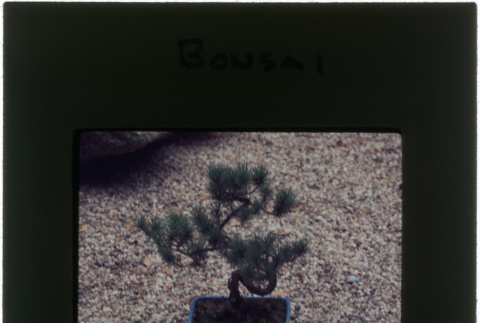 Pine bonsai (ddr-densho-377-1088)