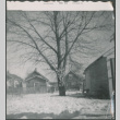Tree in yard (ddr-densho-523-233)