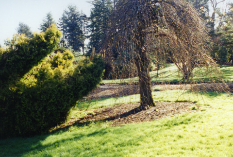 Tree in the Garden (ddr-densho-354-782)