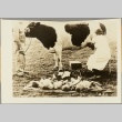 Woman milking a cow to feed babies lying on the grass nearby (ddr-njpa-13-702)
