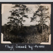 Fuji framed by trees (ddr-densho-468-393)