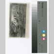 Waterfall (ddr-densho-255-82)