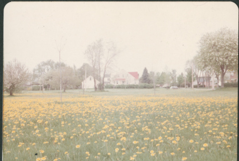 Field of flowers with house in background (ddr-densho-523-323)