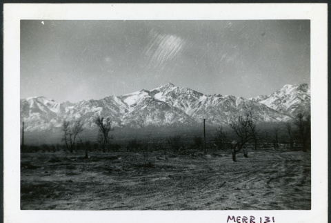Photograph of an orchard during winter with snow-covered Mount Williamson in the background (ddr-csujad-47-83)