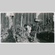 Mitsuye Yabe Tending to a Garden (ddr-ohs-1-110)