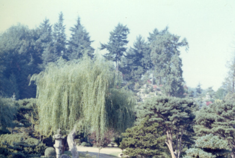 Japanese Garden, willow (ddr-densho-354-507)