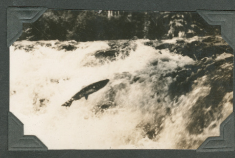 Fish jumping up stream (ddr-densho-540-130)
