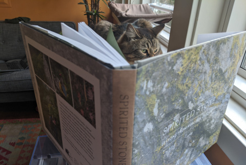 Cat reading 