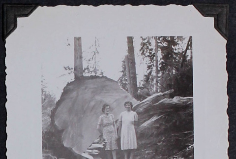 Two women pose with felled tree (ddr-densho-359-1435)