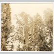 View of trees (ddr-densho-542-836)