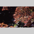 Japanese maple foliage (ddr-densho-354-1344)