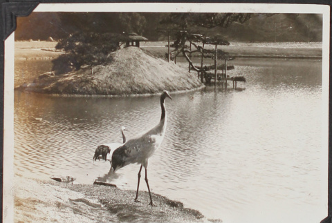 Large birds by lake (ddr-densho-326-282)