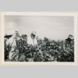 Mr. Huse picking cotton (ddr-densho-37-954)