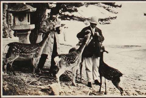 Two men feeding deer (ddr-densho-278-233)