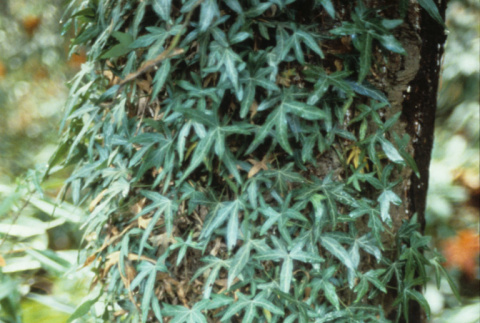 Ivy covered tree (ddr-densho-354-2652)