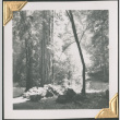 View of woods (ddr-densho-434-136)