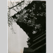 View looking up at cherry blossoms (ddr-densho-426-1059)