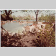 Pond (ddr-densho-377-2104)